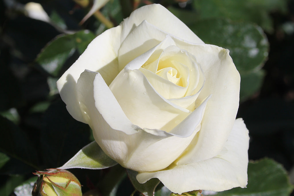 Subzero™ | Wagner's Rose Nursery
