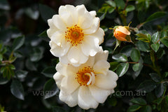 Sungirl - Potted Rose