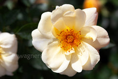 Sungirl - Potted Rose