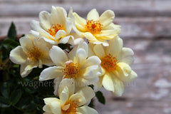 Sungirl - Potted Rose