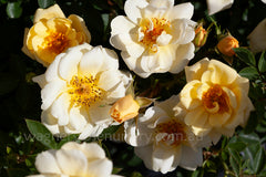 Sungirl - Potted Rose
