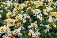 Sungirl - Potted Rose