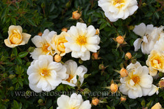 Sungirl - Potted Rose