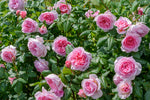 The Ancient Mariner (Ausoutcry) - Potted Rose