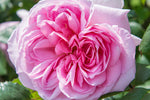 The Ancient Mariner (Ausoutcry) - Potted Rose
