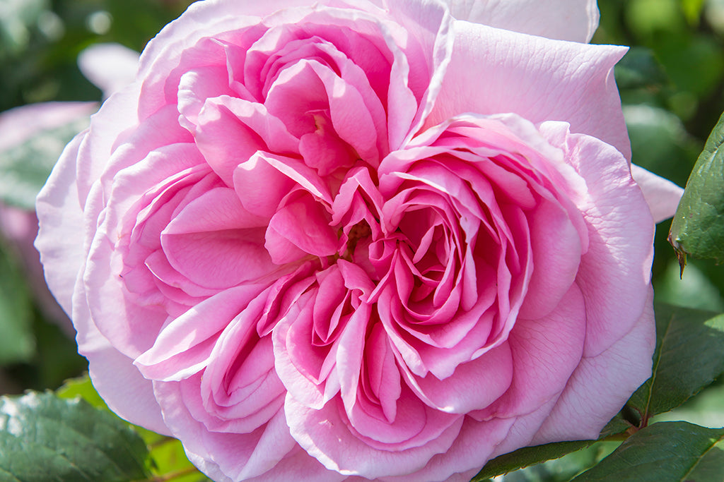 The Ancient Mariner (Ausoutcry) - Potted Rose