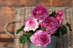 Thierry Marx™ - Potted Rose