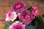 Thierry Marx™ - Potted Rose