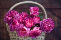 Thierry Marx™ - 90cm/3ft Standard