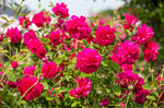 Thomas à Becket (Auswinston) - Potted Rose