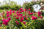 Thomas à Becket (Auswinston) - Potted Rose