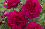 Thomas à Becket (Auswinston) - Potted Rose