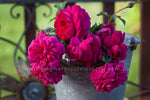 Thomas à Becket (Auswinston) - Potted Rose