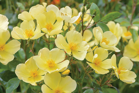 Tottering By Gently (Auscartoon) - Potted Rose