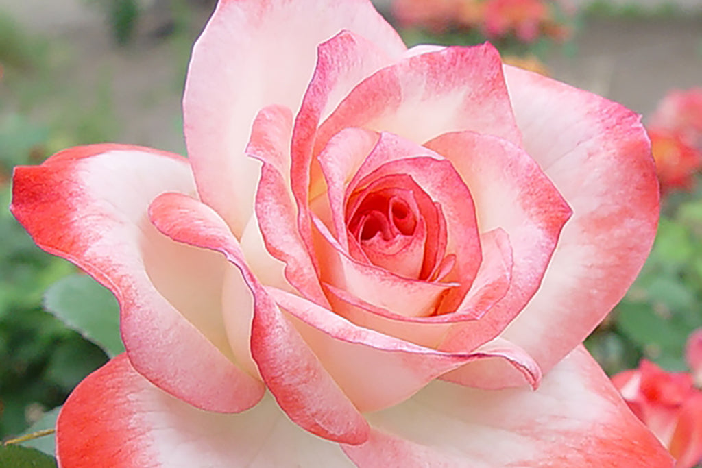 Valentine | Wagner's Rose Nursery