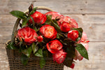 Valentine - Potted Rose