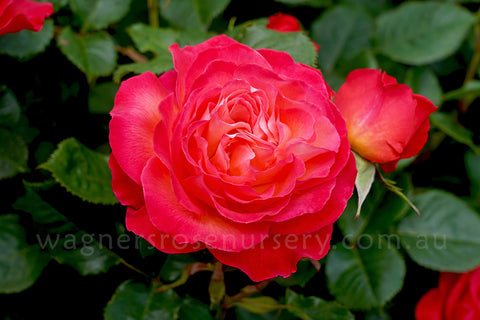 Volcano - Potted Rose