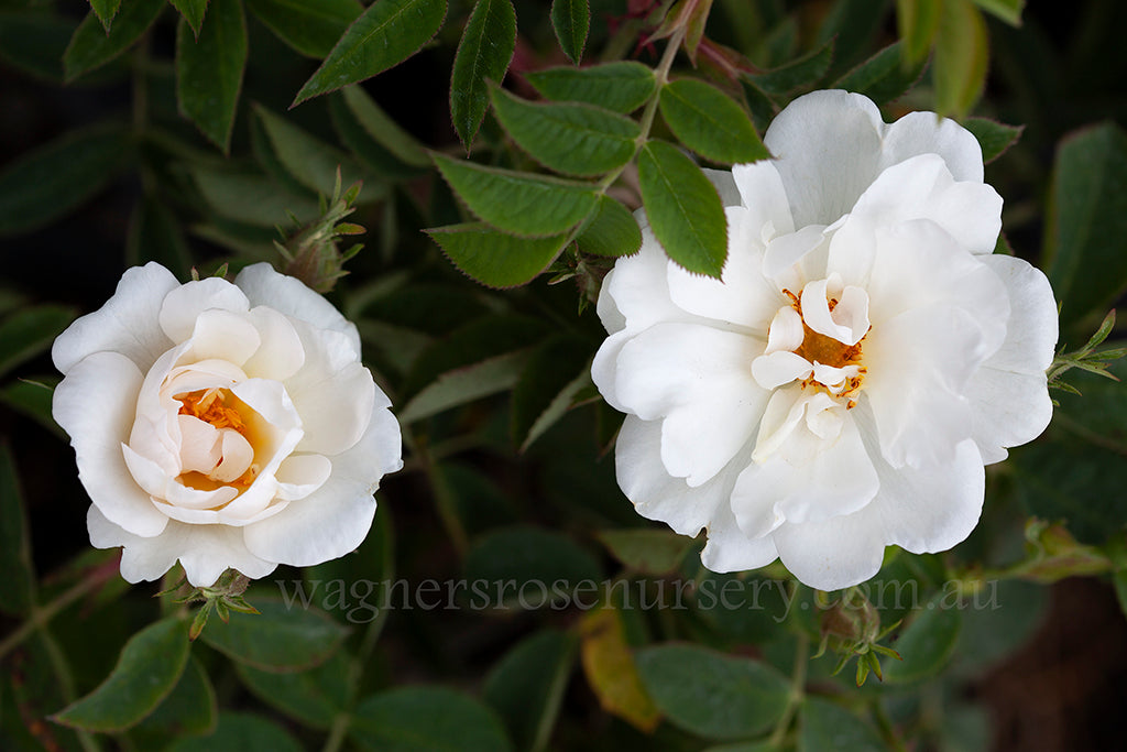 Wagner's Roses White Rose of York | Wagner's Rose Nursery