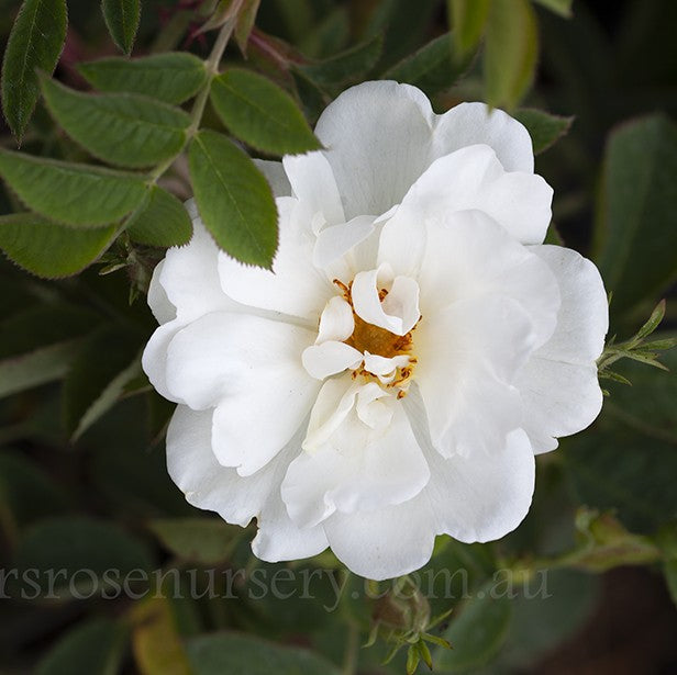 White Rose of York