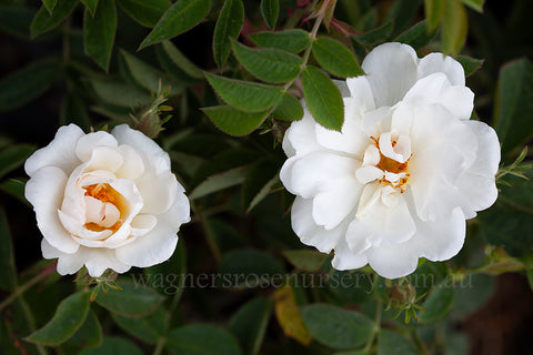 White Rose of York