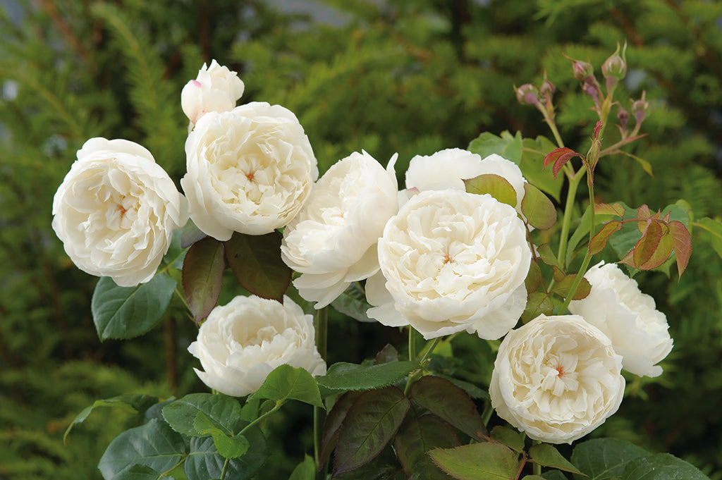 William and Catherine (Ausrapper) - Potted Rose