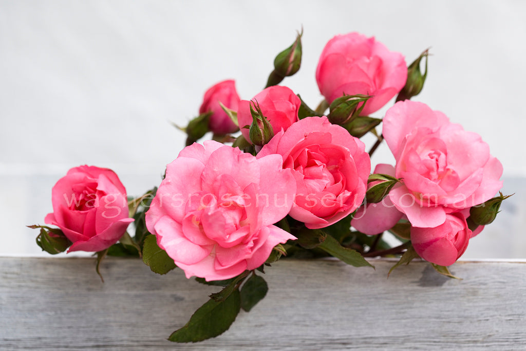 Bordure Rose™
