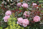 Brother Cadfael® (Ausglobe) - Potted Rose