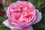 Brother Cadfael® (Ausglobe) - Potted Rose