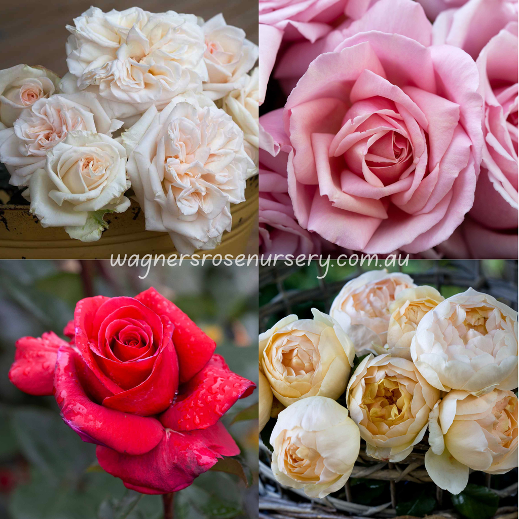 Highly Perfumed Bundle