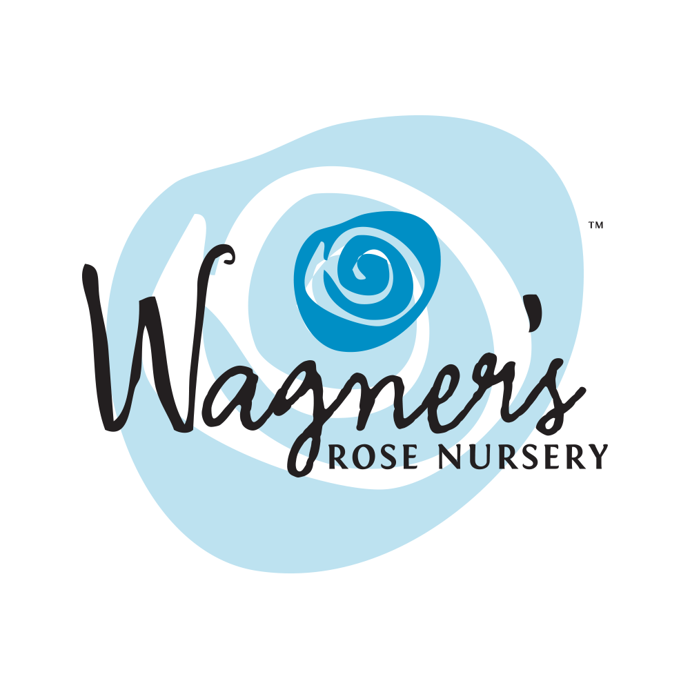 Climbers (bare root) – Page 3 – Wagner's Rose Nursery