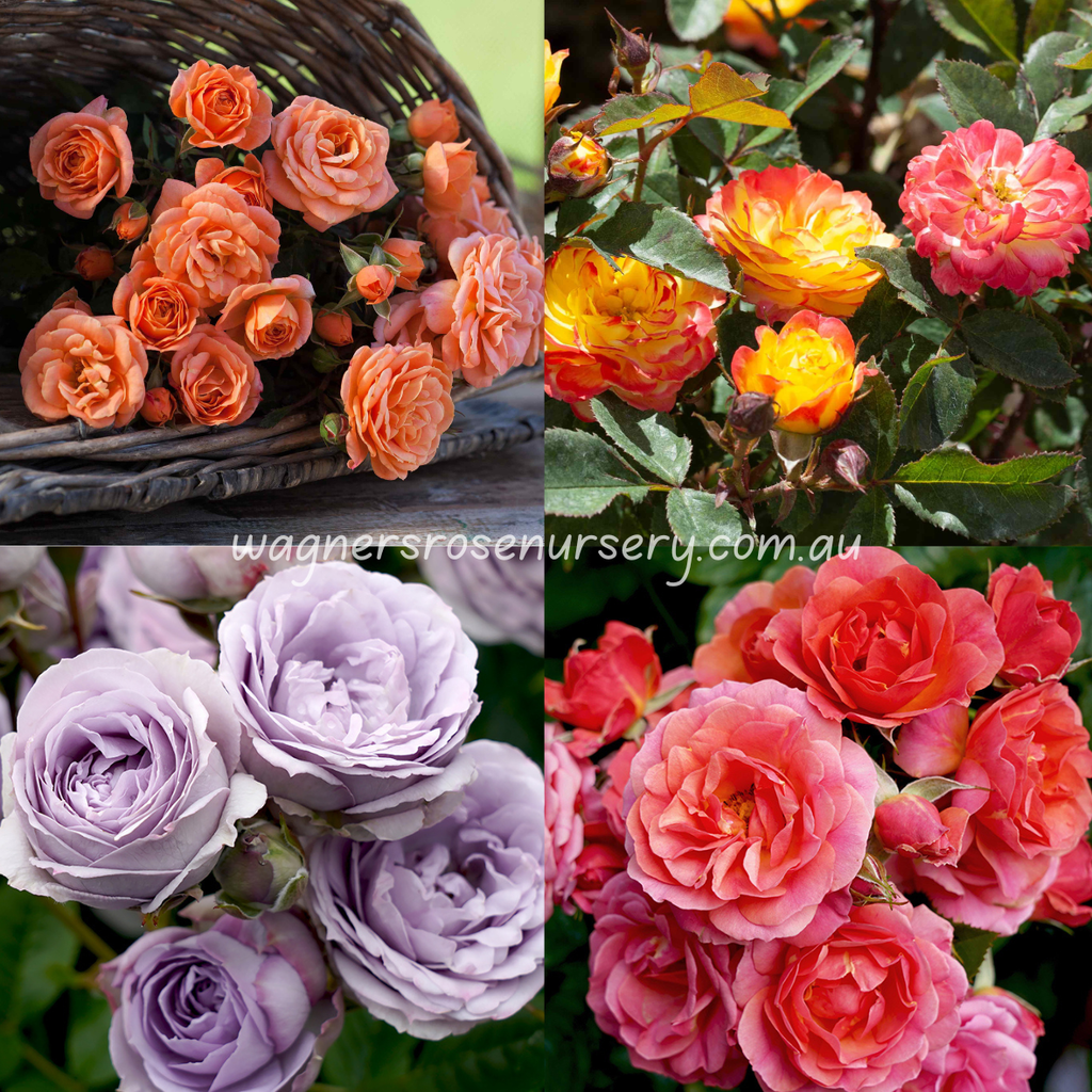 Miniature Bundle