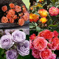 Miniature Bundle