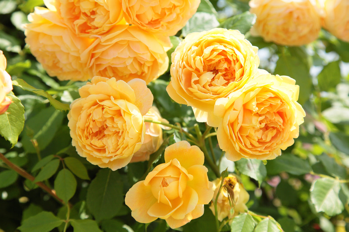 Golden Celebration (Ausgold) - Potted Rose