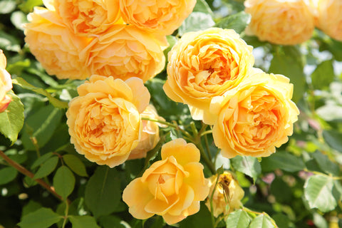Golden Celebration (Ausgold) - 90cm/3ft standard