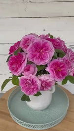 Gertrude Jekyll Clg (Ausbord)