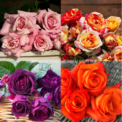 (almost) Thornless Bundle