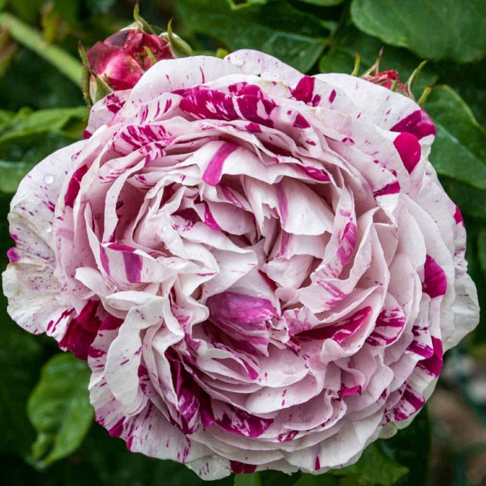 Wagner's Roses Variegata di Bologna | Wagner's Rose Nursery