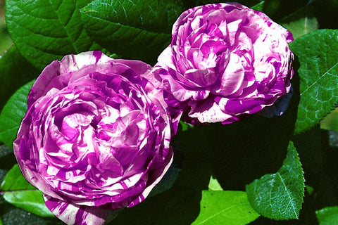 Variegata di Bologna