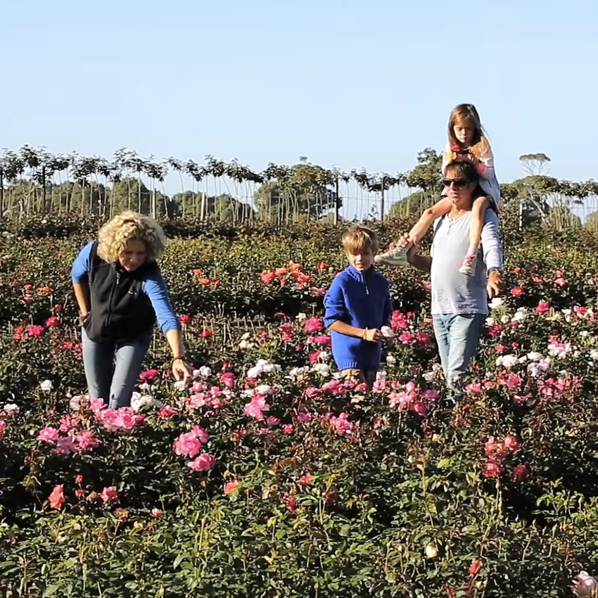 Chairty Roses Roses A-Z (bare root) – Page 25 – Wagner's Rose Nursery