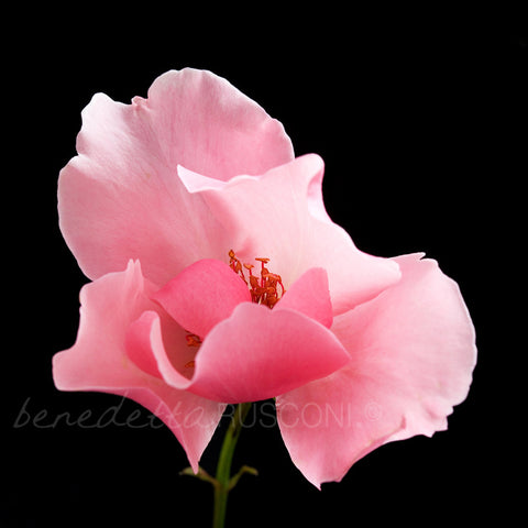 Dainty Bess