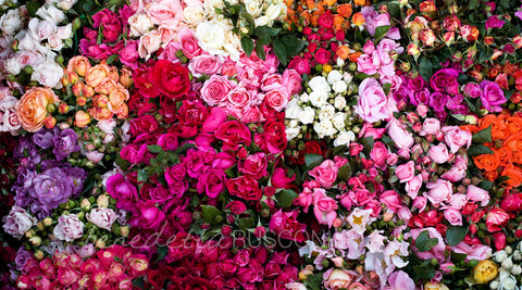 Bouquet Due