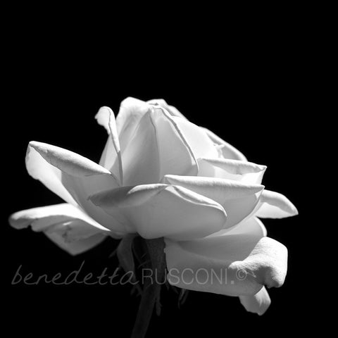 Memoire (B&W)