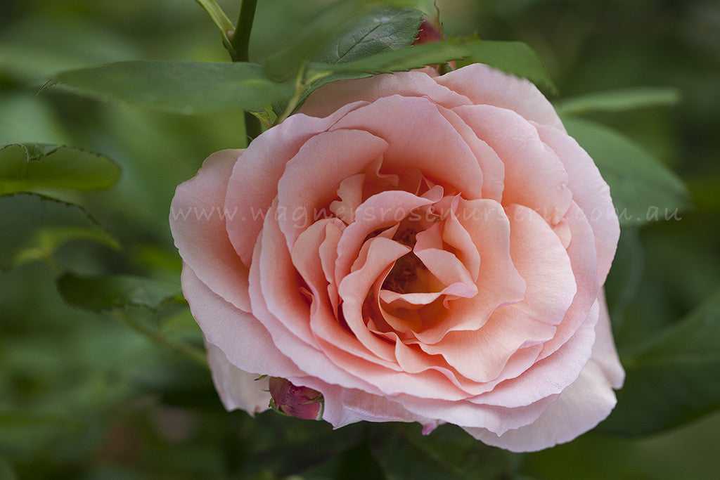 Apricot Nectar - Potted Rose