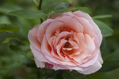 Apricot Nectar - Potted Rose