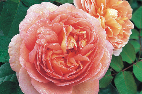 Abraham Darby (Auscot) - Potted Rose