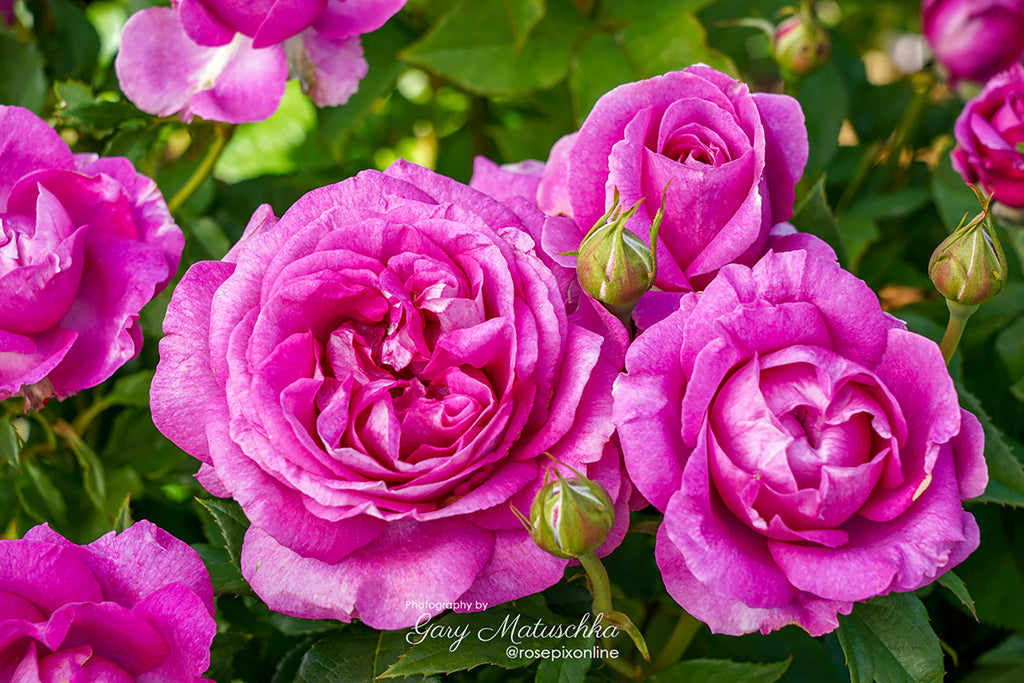 Adorable - Potted Rose