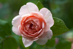 Ambridge Rose (Auswonder) - Potted Rose