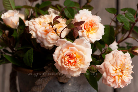 Anita’s Rose Clg - Potted Rose