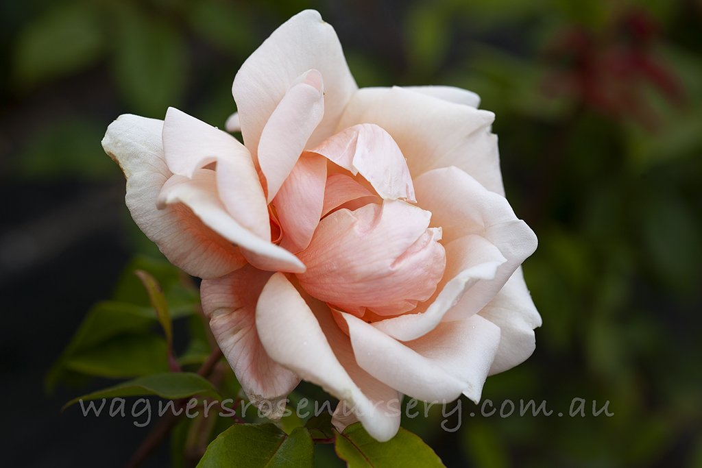 Anna Olivier - Potted Rose