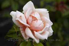 Anna Olivier - Potted Rose